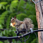 img: Tobyotter used under cc by 2.0
