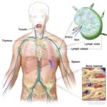 Lymphatic Drainage Massage - Why Do We Need It? 61