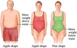 belly fat in women and men