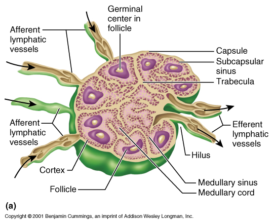 lymph node