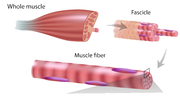 Muscle repair