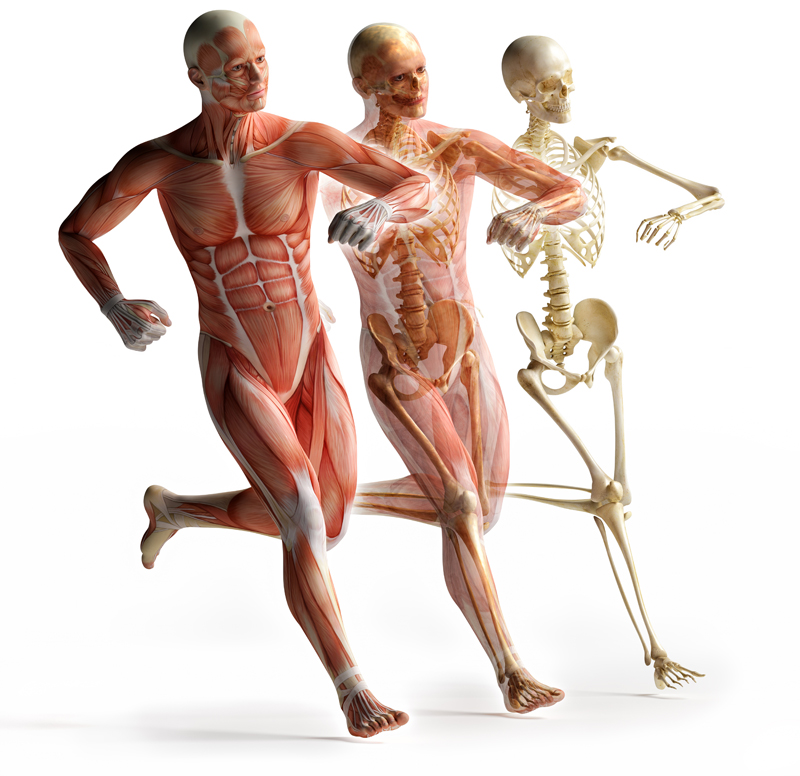 What is Body Composition?