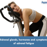 Adrenal glands, hormones and symptoms adrenal fatigue