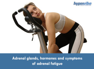 Adrenal glands, hormones and symptoms adrenal fatigue
