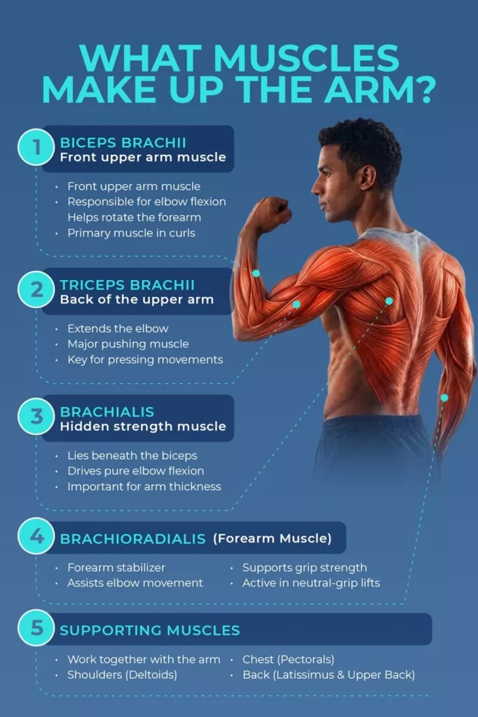 Gym Equipment for Arms: The Best Machines for Biceps, Triceps & Flabby Arms 7 Anatomy infographic identifying arm muscles including biceps brachii, triceps brachii, brachialis, and brachioradialis.
