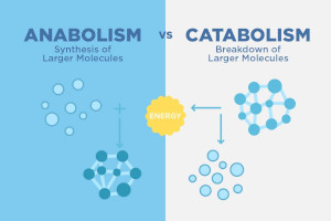 Anabolic vs Catabolic