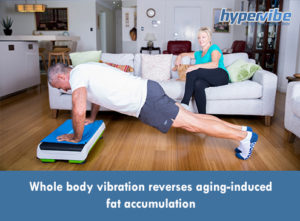 wbv decreases aging induced visceral adiposity fat percentage