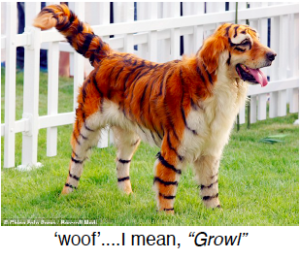 dog colored in tiger stripes