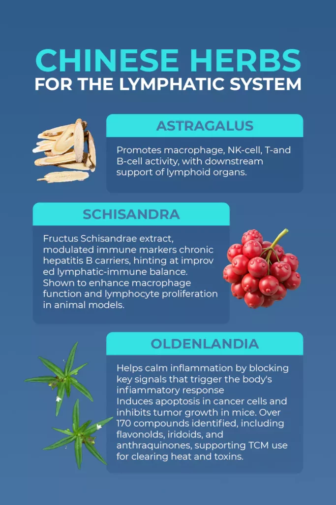 three Chinese herbs—Astragalus, Schisandra, and Oldenlandia—and their lymphatic system benefits.