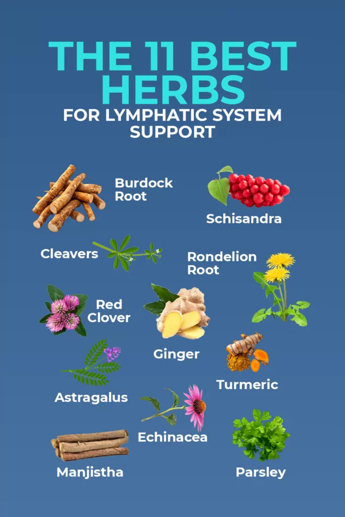 top 11 herbs that support the lymphatic system with botanical icons. (Best Herbs for Lymph Drainage)