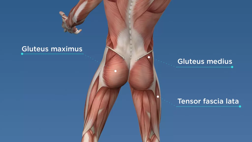 muscle structure of glutes